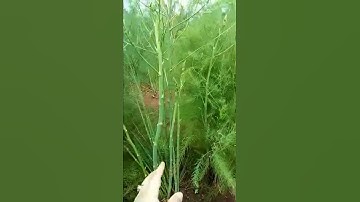 Thumbnail of Segera panen asparagus