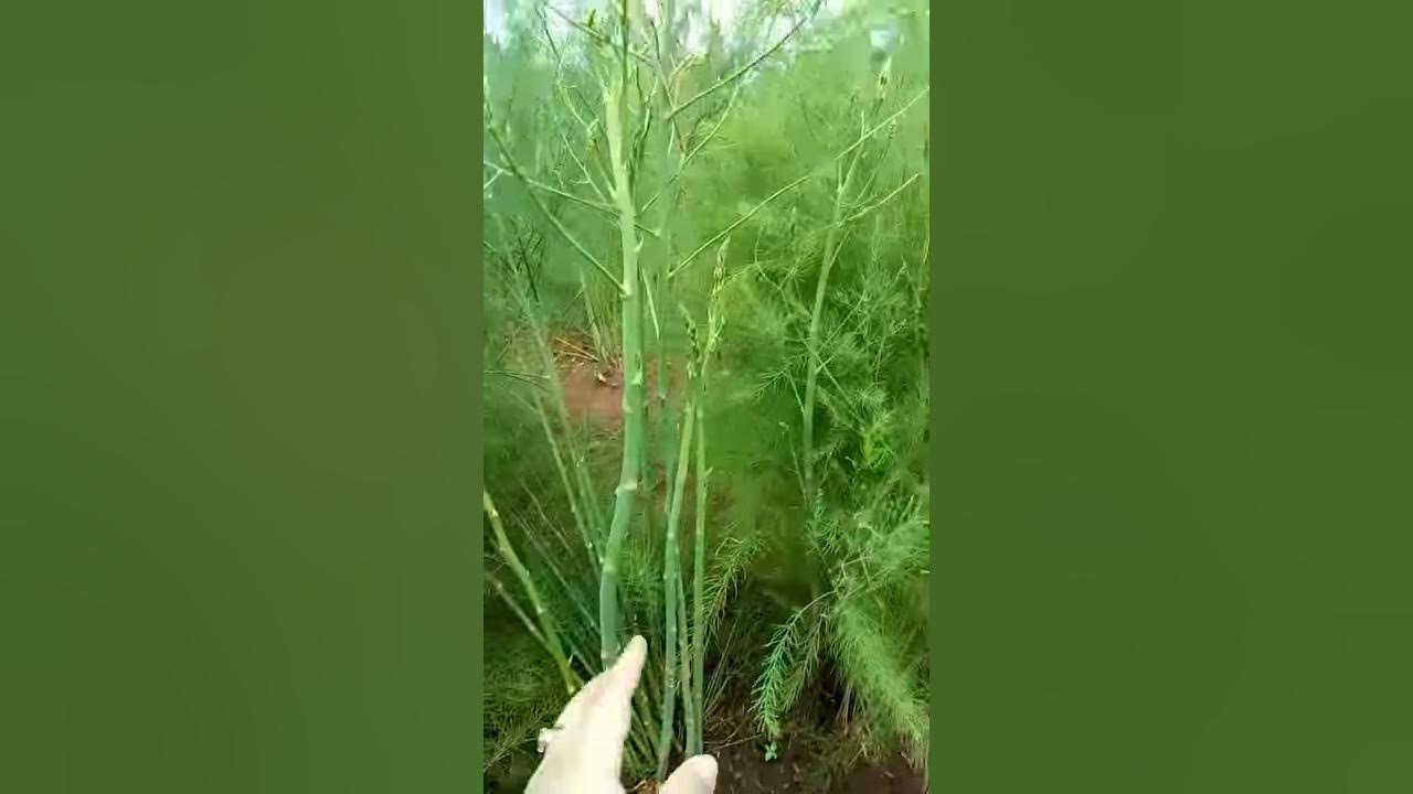 Segera panen asparagus