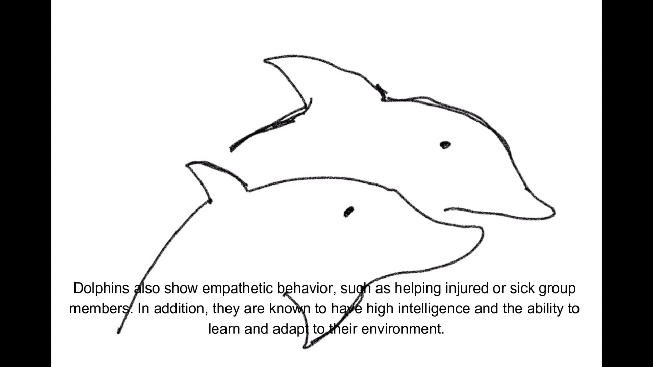 5 Unique Dolphin Facts