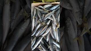 Download Lagu ikan layang biru 150_200 super MP3