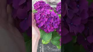 #гортензии #hydrangea #цветы #гортензиивсаду #гортензиясеверозапад