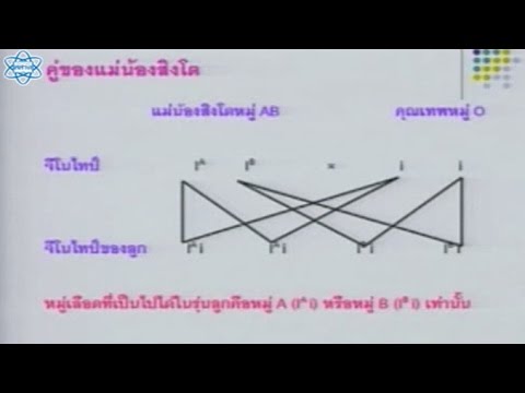 หมู่เลือด ตอน การถ่ายทอดลักษณะหมู่เลือดระบบ ABO วิทยาศาสตร์ ม.4-6 (ชีวะ)