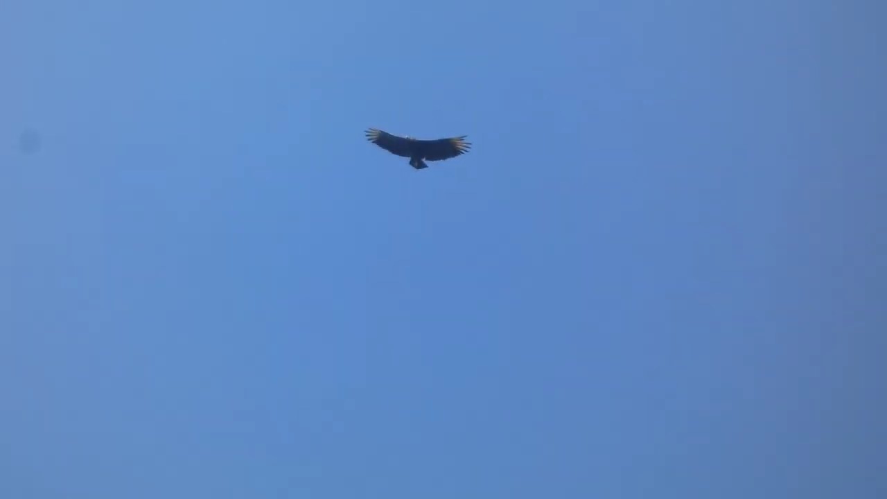 A kettling Black Vultures flying through the air in clear skies