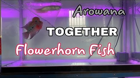 Tuấn Anh Vlogs thử ghép cá rồng Ngân Long với Cá La Hán Arowana and Flowerhorn Fish