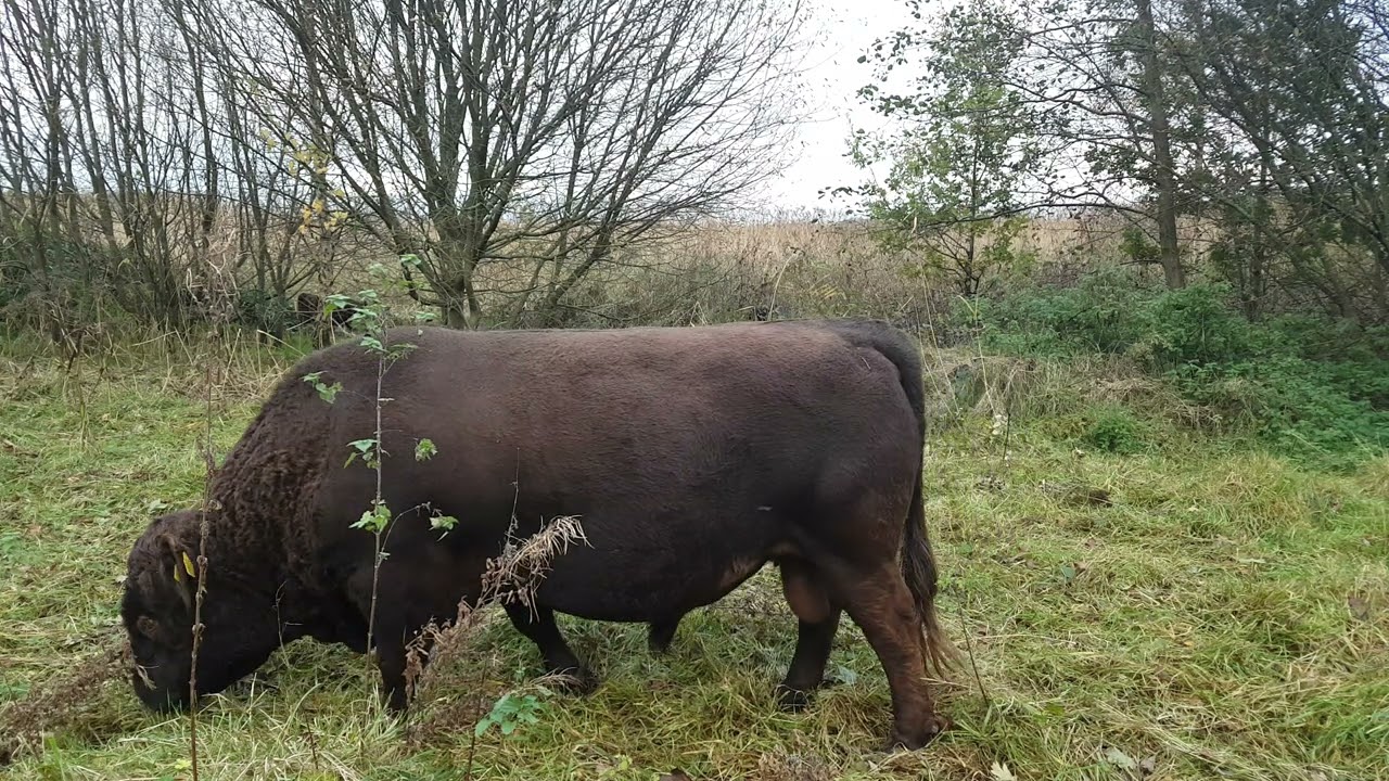 🇮🇪☘BIG BUFFALO🐂🤣DEXTER BULL COW🦬RURAL COUNTY ARMAGH IRELAND🇮🇪