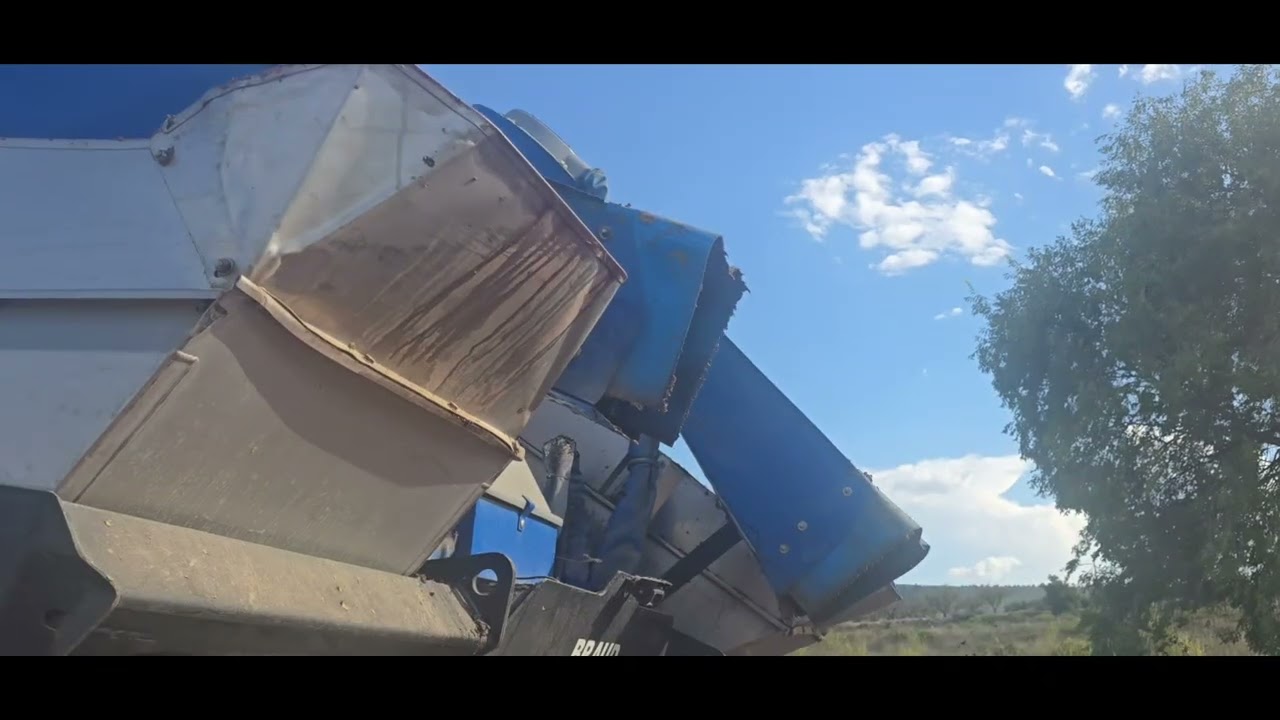 Vendimia de monastrell 