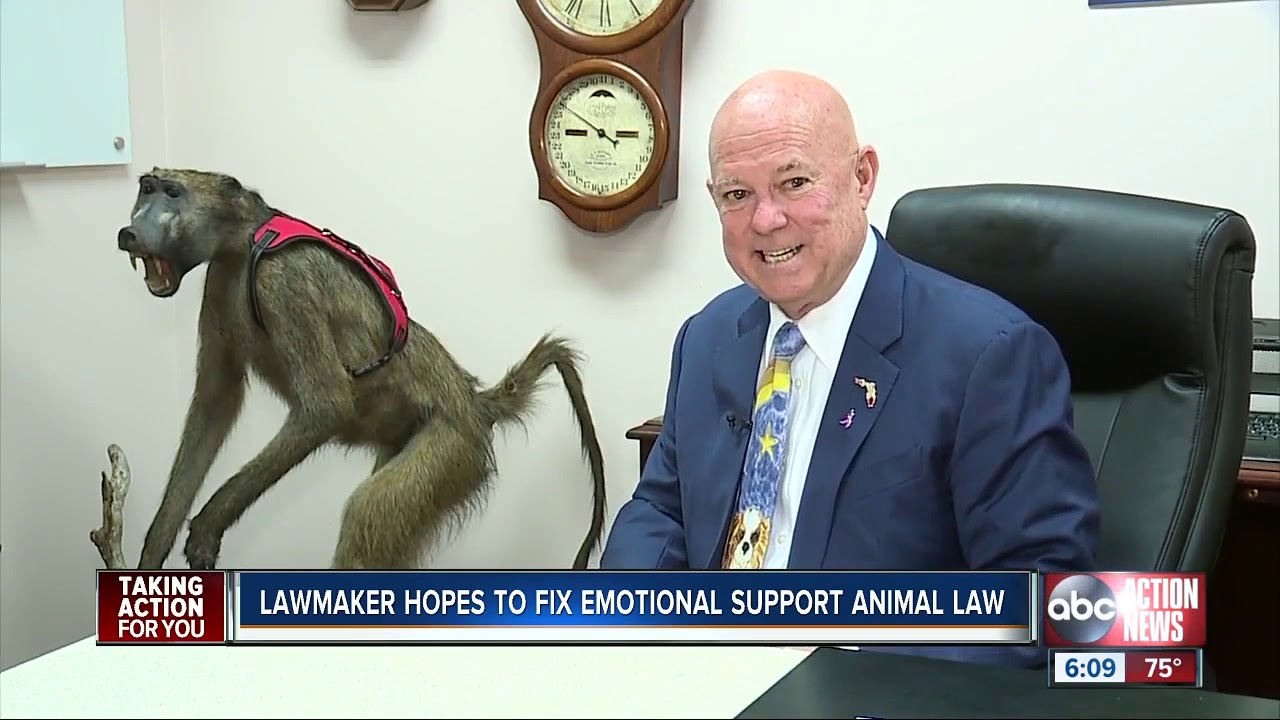 Florida bill combating abuse of pets as emotional support animals makes headway