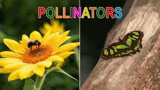 Why Pollinators are so Important - Buggin' Out Episode 1
