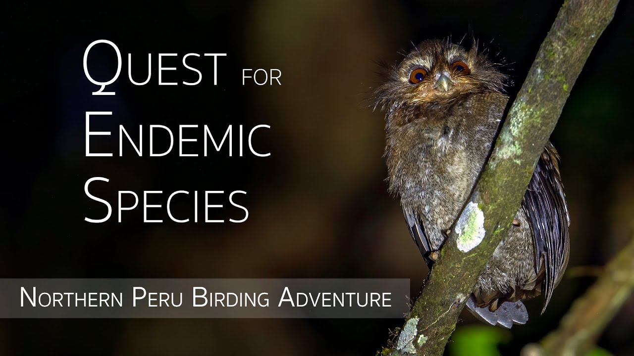 Northern Peru Birding Adventure | Birds of Peru | 2/5