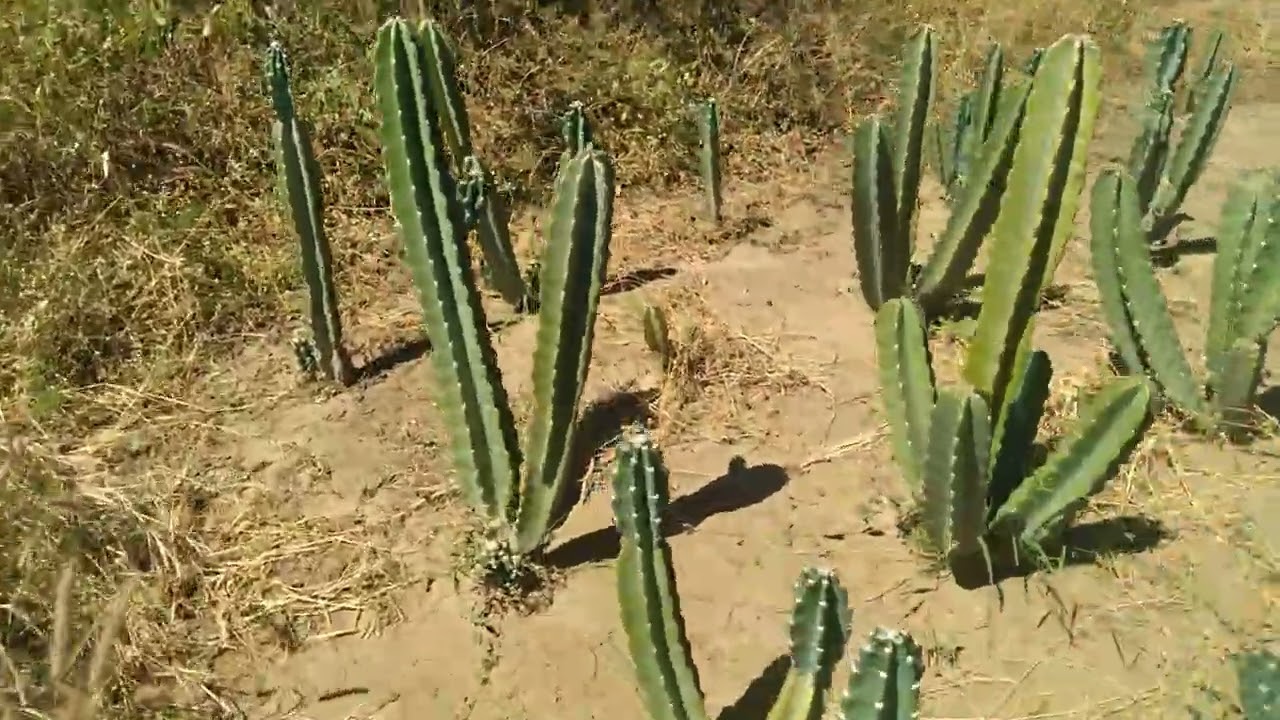 Mostrando o capim moringa Mandacaru sem espinhos e a palma