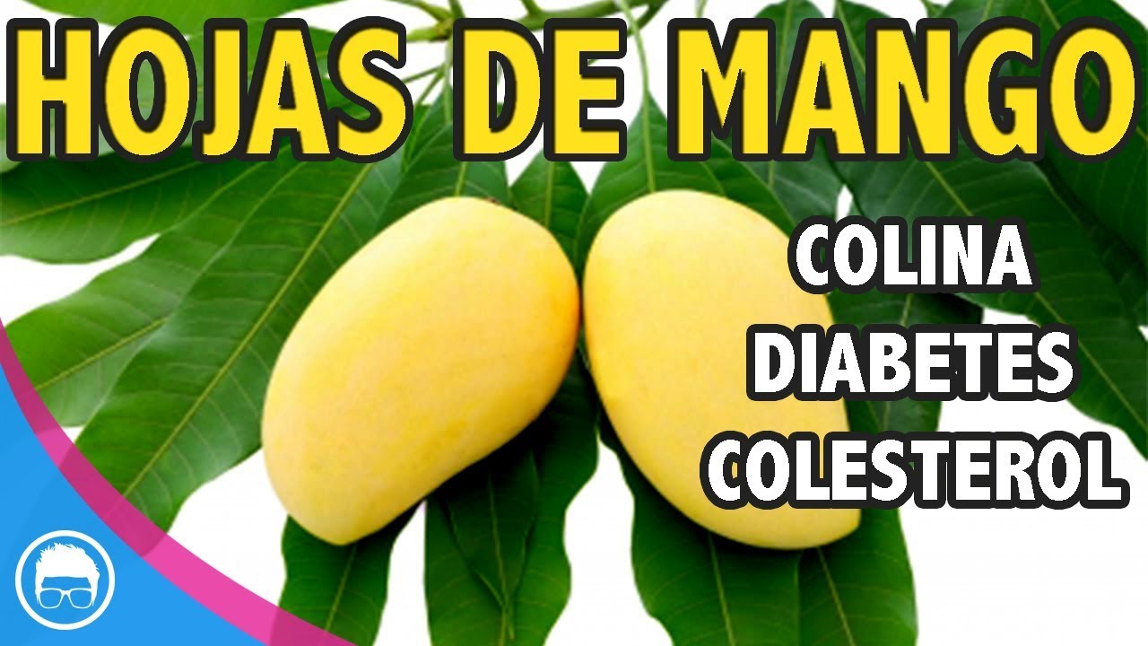 Hojas De Mango Colina Para Colesterol Y Trigliceridos Youtube