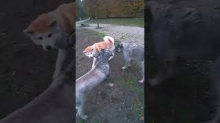 Akiyama 6 months - Japanese Akita vs Riesenschnauzer by Marc Druten 2,078 views 5 months ago 4 minutes, 8 seconds