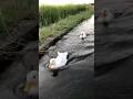 Duck river swimming #mypetdn #duck #pertenakan #petduck #funny #birds #cute #animals #goose #memes