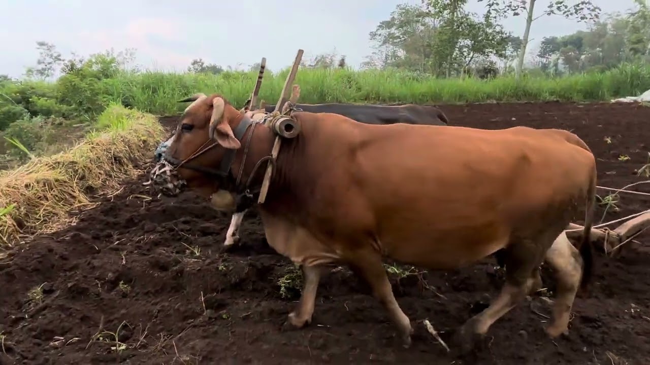 KANG JUNED SUMBUL KLAMPOK SINGOSARI 