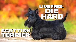 The DIEHARD Doggo  Scottish Terrier  Animal a Day