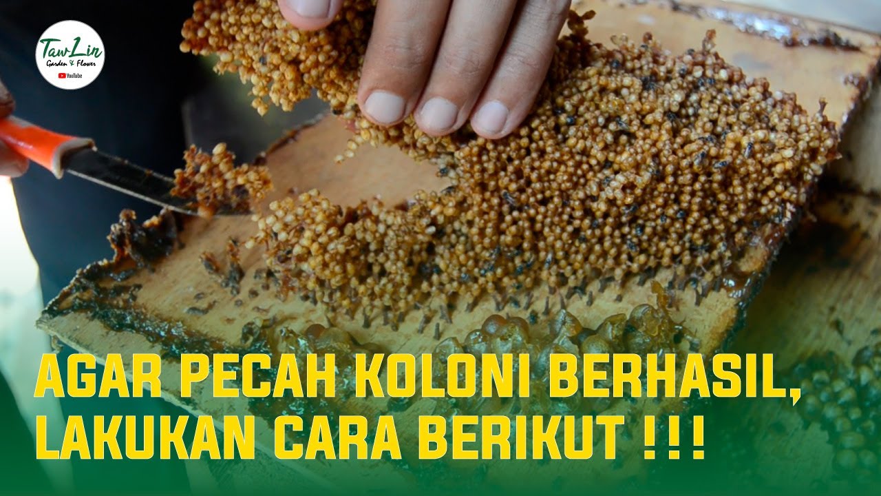 Полное руководство о том, как разрушить колонию пчел Trigona