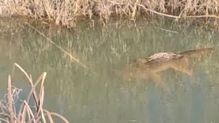 Download Lagu Wat een achtbaan van een dag! (Excavator won) Seizoen 25-26, aflevering 12 MP3