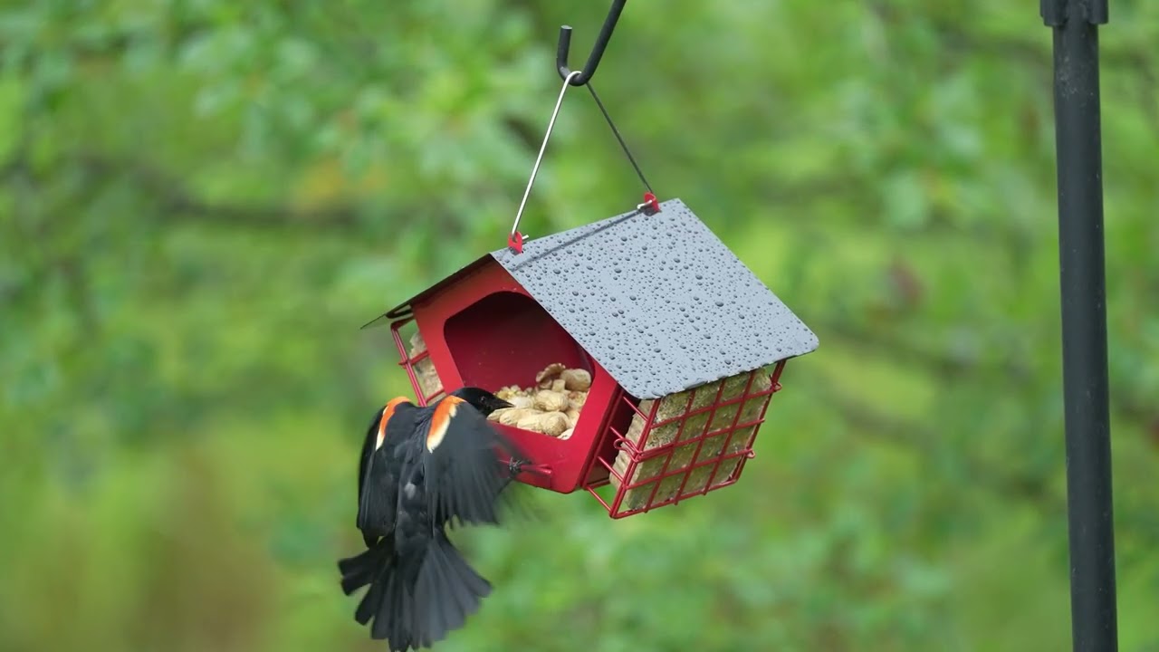 KingsYard Suet Feeder