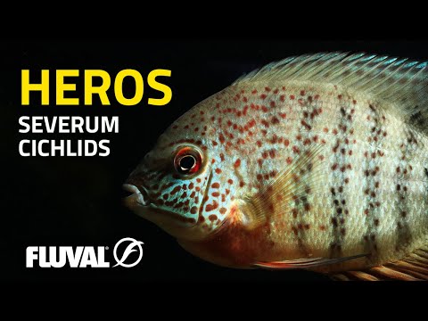 SEVERUM CICHLIDS Tips Tricks Tankmates More 