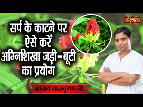 सर्प के काटने पर ऐसे करें अग्निशिखा जड़ी - बूटी का प्रयोग Benefits of Agnishikha~Acharya Balkrishna