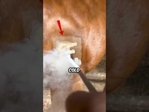 Old vs modern horse branding🐴❄️