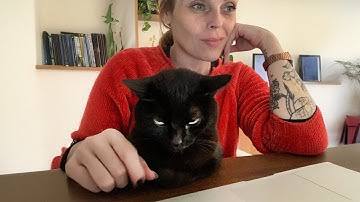 When Cats Start Giving You Attitude 😂 Funny Cat and Human