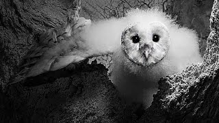 Adventurous Barn Owlets First Look at World | Gylfie & Dryer | Robert E Fuller