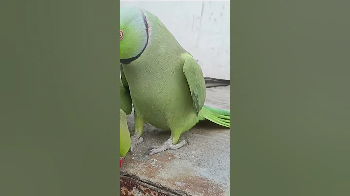 Ringneck Parrot Saying Mithu Mithu