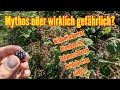 Wilde Himbeeren Brombeeren und Co. ernten - Ist das gefährlich? Fuchsbandwurm?