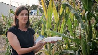 Measuring Photosynthesis | Colorado Field Crop Tour