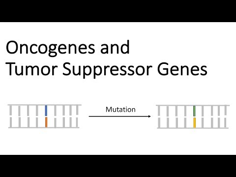 Onkogeny a tumor supresorové geny - tumorová genetika