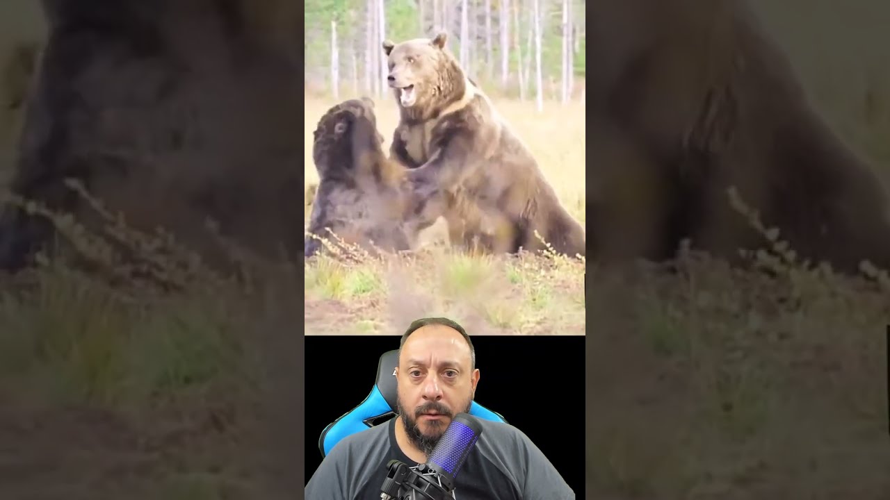 Briga de urso pardo