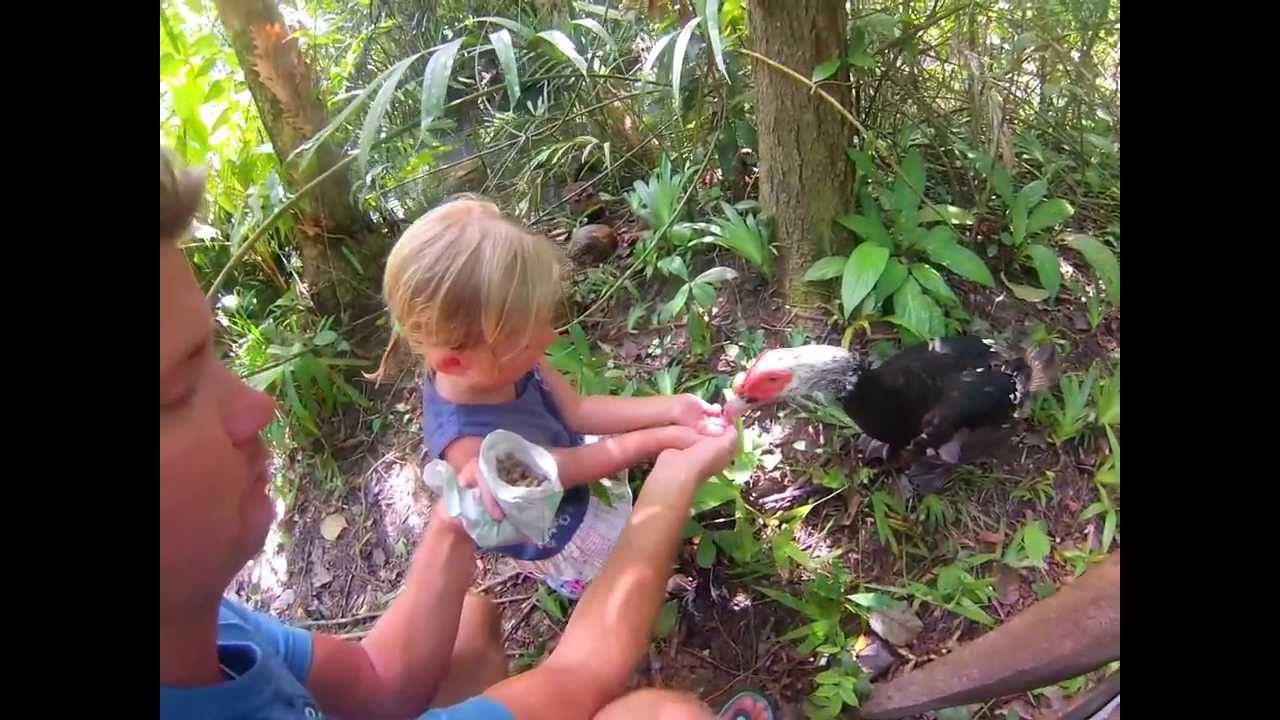 Giant Catfish farm, Krabi YouTube