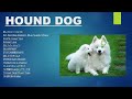HOUND DOG 初期メドレー14曲 ハウンド・ドッグのベストソング Best Song Of HOUND DOG