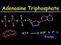 Unraveling The Energy Dynamics Of Adenosine Triphosphate