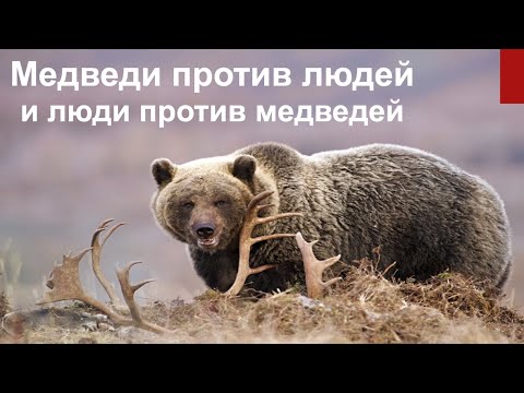 Видео: О взаимоотношении с медведями без применения оружия