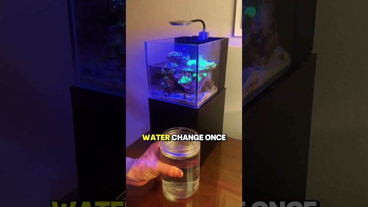 How To Do a Quick & Easy Water Change On Our 1 Gallon Small-In-One