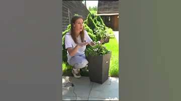 Почему петунию нужно стричь