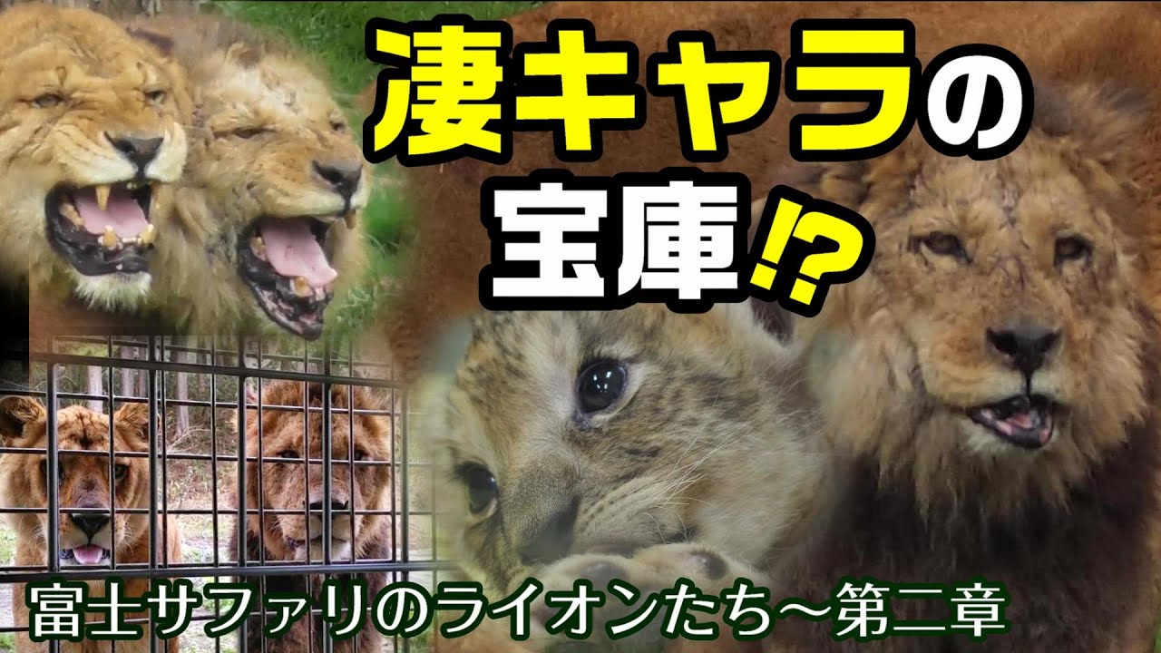 凄キャラの宝庫！？【富士サファリのライオンたち🦁第二章】