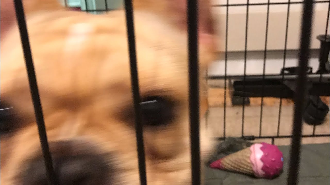 camera iphone 8 plus apk Chesney the French bulldog is so cute