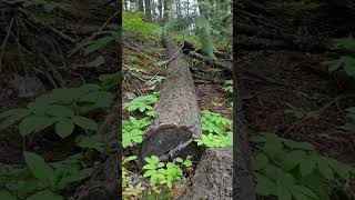 Mother's Day Hike/ Kootenai Falls  @machinehead6961 