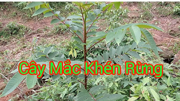 Cây Mắc Khén Như Thế Nào? Cây Mắc Khén Là Gì? Giới Thiệu Về Cây Mắc Khén Rừng ✓ Quyến Bôn Ba Vlog