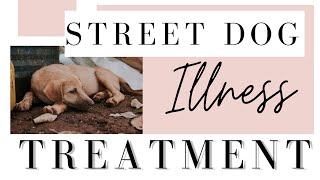 Street Dog fever and wound treatment      Ramawat Dog care