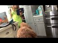 Feeding our 2 large golden doodle brothers each a treat
