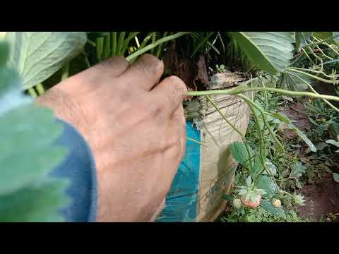 Video: Jenis Tanaman Stroberi - Informasi Tentang Berbagai Buah Stroberi Di Kebun