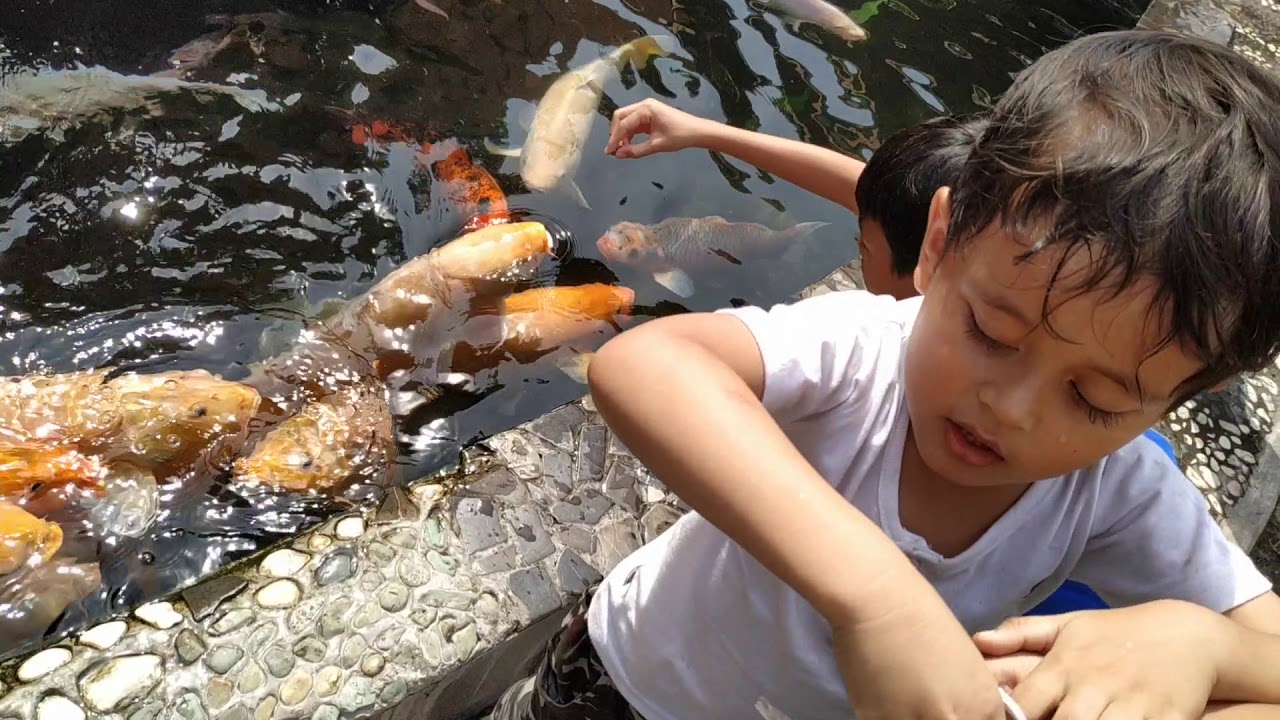  Memberi Makan Ikan  Mas di Rumah Makan  Jejamuran YouTube