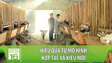Hiệu quả từ mô hình Hợp tác xã kiểu mới | VTC16