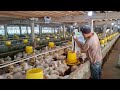 AYAM umur 37 BELUM PANEN JUGA