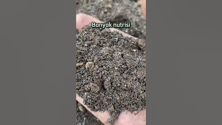 Racik media tanam paling subur ?! Dari tanah pekarangan