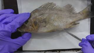 Internal Anatomy of a Preserved Perch part 1